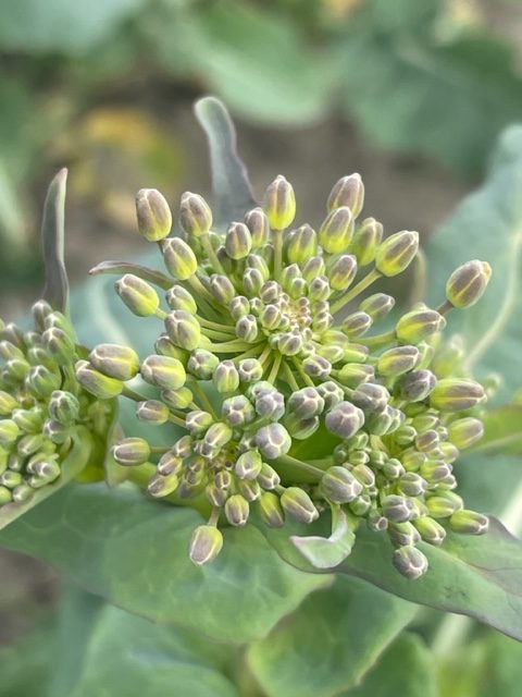 Rapsblüte auf Fehmarn