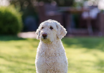 Ferienhof Kähler - unser Portugiesischer Wasserhund Molly: kinderlieb und allergikerfreundlich